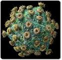 20101108225155-virus.jpg